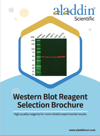 Western Blot Reagent Selection Brochure